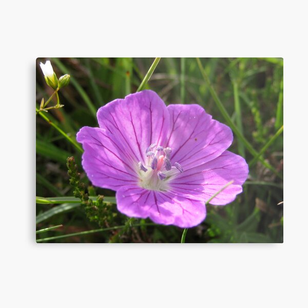 Bloody Cranesbill Metal Print