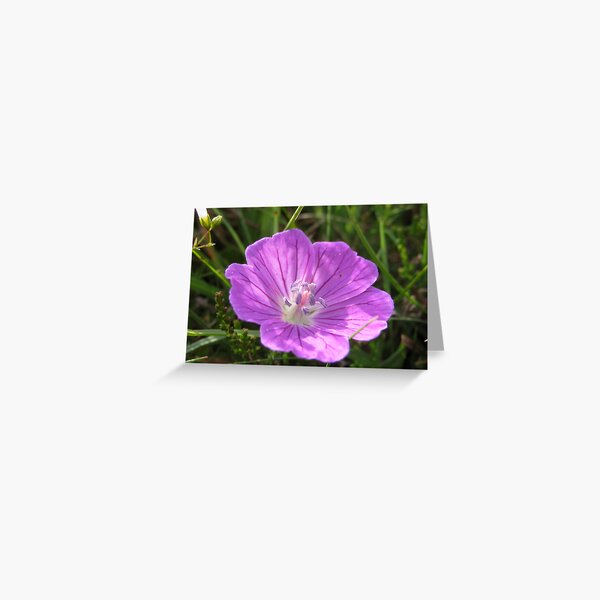 Item preview, Bloody Cranesbill designed and sold by John Quinn.
