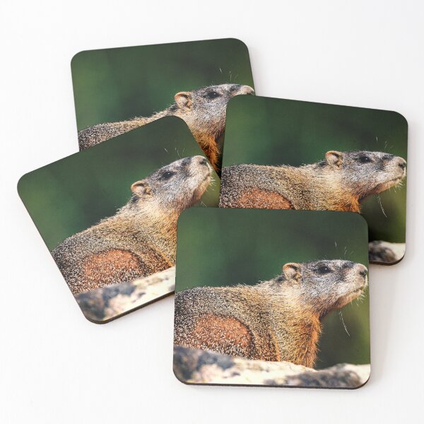 Item preview, Yellow bellied Marmot, Grand Teton National Park designed and sold by Kana Photography.