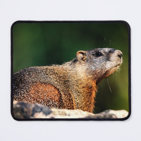 Item preview, Yellow bellied Marmot, Grand Teton National Park designed and sold by Kana Photography.