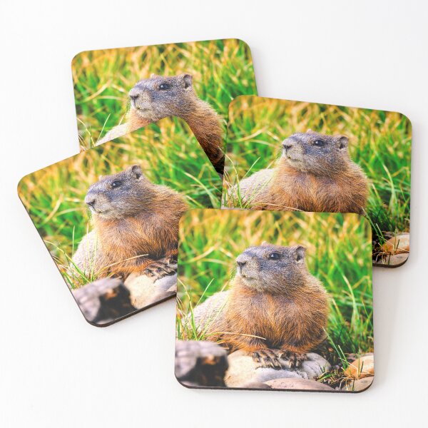 Item preview, Yellow bellied Marmot, Grand Teton National Park designed and sold by Kana Photography.