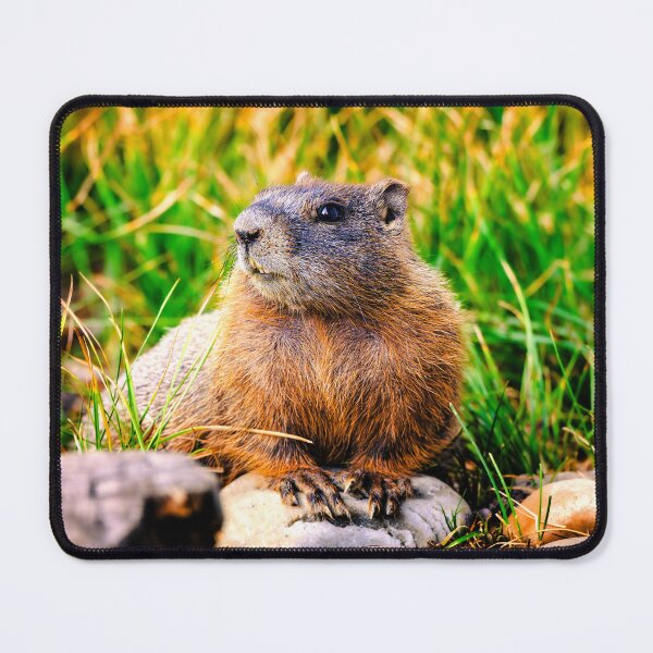 Item preview, Yellow bellied Marmot, Grand Teton National Park designed and sold by Kana Photography.
