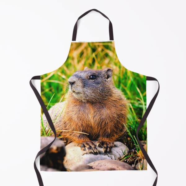 Item preview, Yellow bellied Marmot, Grand Teton National Park designed and sold by Kana Photography.