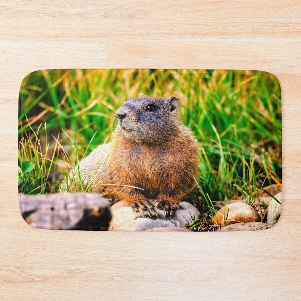 Item preview, Yellow bellied Marmot, Grand Teton National Park designed and sold by Kana Photography.