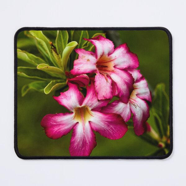 Item preview, Tropical burst of pink and white flowers designed and sold by franck380.