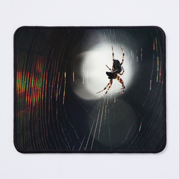 Item preview, 26.7.2025: Spider and Cobweb designed and sold by Petri Volanen.