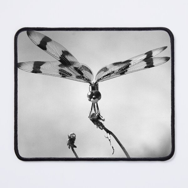 Item preview, Halloween Pennant Dragon Fly B&W designed and sold by MercerImages.