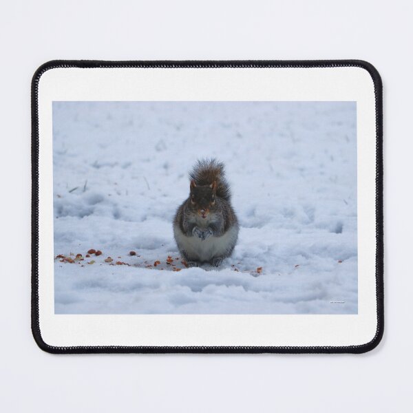 Item preview, Grey Squirrel in Snow – Winter Wildlife Photography designed and sold by Aldo Fine Photography.