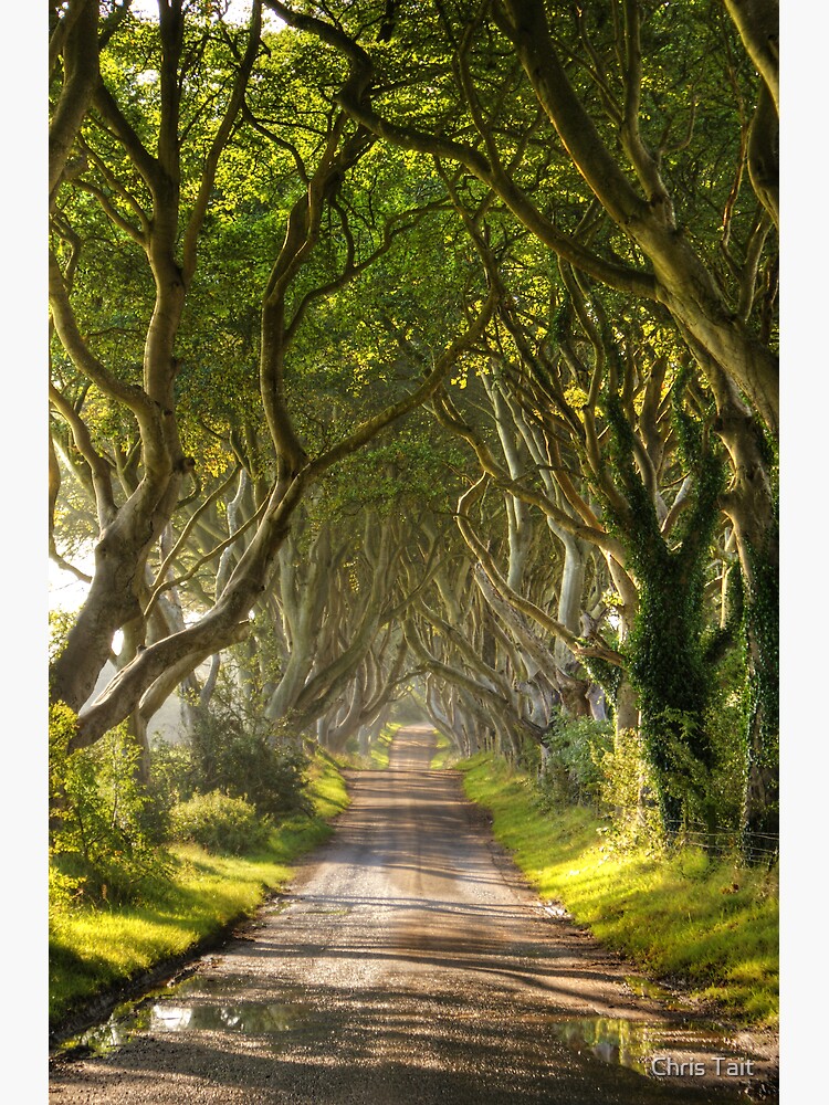 The Dark Hedges by christait