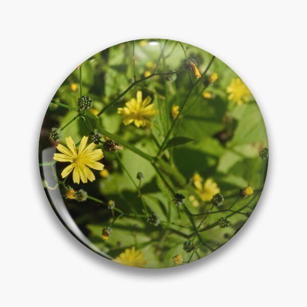 Item preview, Growing seeds. Common nipplewort designed and sold by Jouko Lehto Photography.