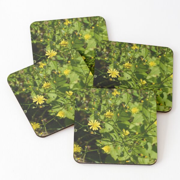 Item preview, Growing seeds. Common nipplewort designed and sold by Jouko Lehto Photography.