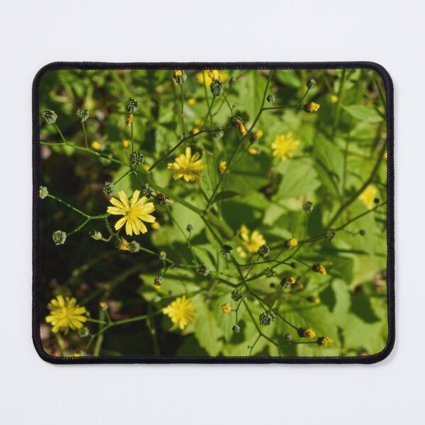 Item preview, Growing seeds. Common nipplewort designed and sold by Jouko Lehto Photography.