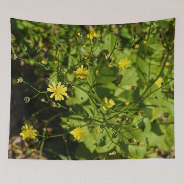 Item preview, Growing seeds. Common nipplewort designed and sold by Jouko Lehto Photography.