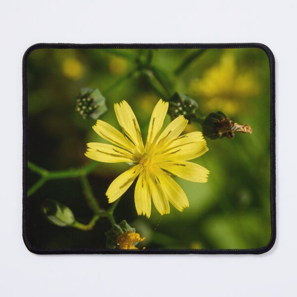 Item preview, One flower. Common nipplewort designed and sold by Jouko Lehto Photography.
