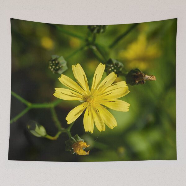 Item preview, One flower. Common nipplewort designed and sold by Jouko Lehto Photography.