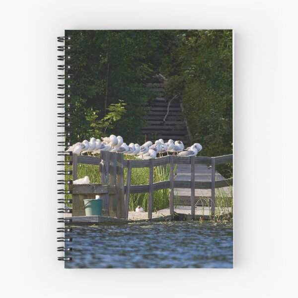 Item preview, Siesta like the gulls designed and sold by Jouko Lehto Photography.