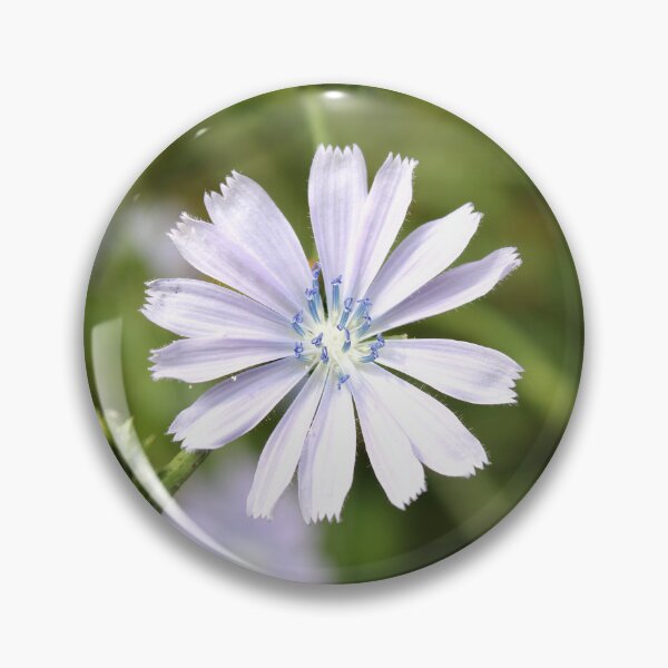 Item preview, Chicory designed and sold by McFleur's Lens.
