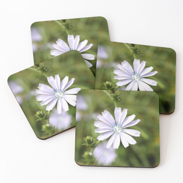 Item preview, Chicory designed and sold by McFleur's Lens.