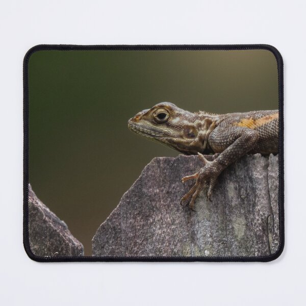 Item preview, Sunlit Scales designed and sold by PZPhotograhpy.