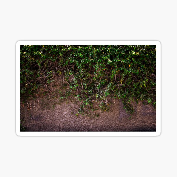 Aperçu de l'œuvre Les murmures du mur vert créée et vendue par BingxiStudio.