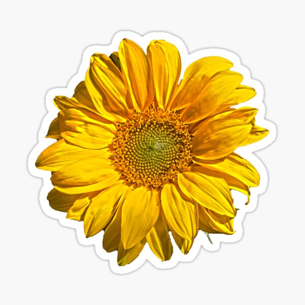 Sunflower Sticker