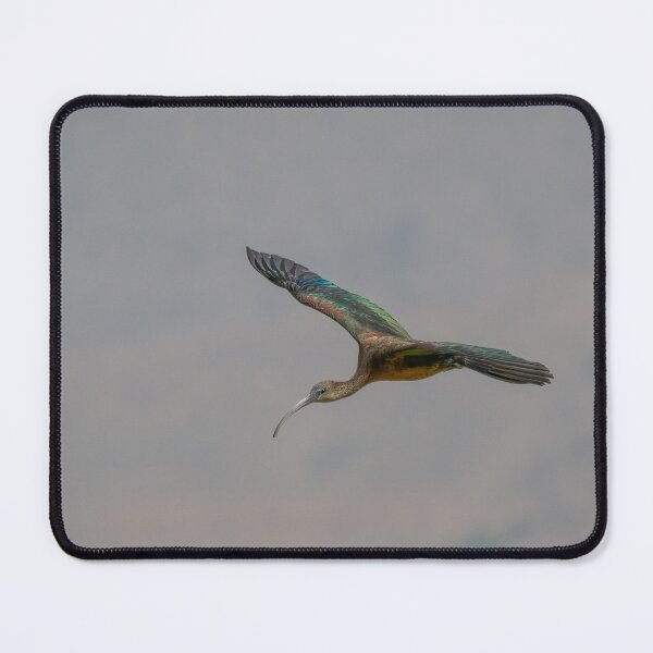 Item preview, Glossy Ibis High Speed Pass designed and sold by Ralph Goldsmith.