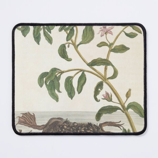 Item preview, Surinam Toad from Maria Sibylla Merian’s Metamorphosis Insectorum Surinamensium (1705) designed and sold by Vintage Designs +.