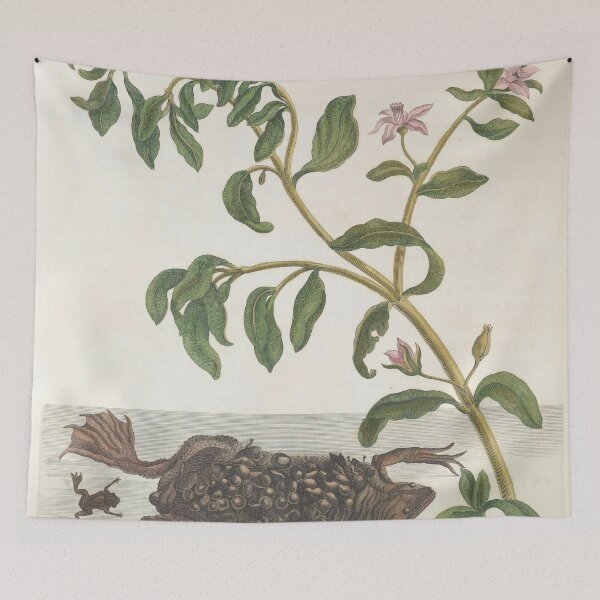 Item preview, Surinam Toad from Maria Sibylla Merian’s Metamorphosis Insectorum Surinamensium (1705) designed and sold by Vintage Designs +.