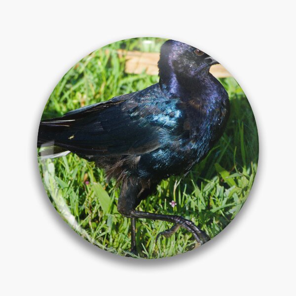 Item preview, Grackle Strut  designed and sold by MercerImages.
