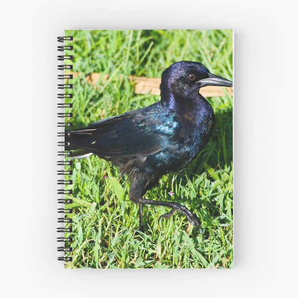 Item preview, Grackle Strut  designed and sold by MercerImages.
