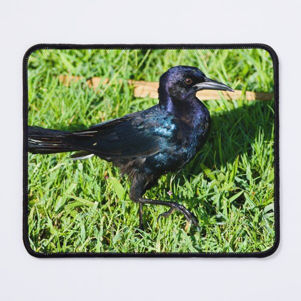 Item preview, Grackle Strut designed and sold by MercerImages.