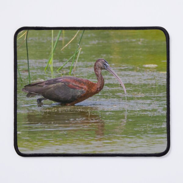 Item preview, Wading Glossy Ibis designed and sold by Ralph Goldsmith.