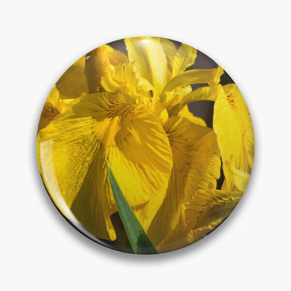 Artikelvorschau, Gelbe Iris im Queen Elizabeth II Country Park Ashington entworfen und verkauft von Violaman.