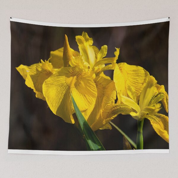 Item preview, Yellow Iris in Queen Elizabeth II Country Park Ashington designed and sold by Violaman.