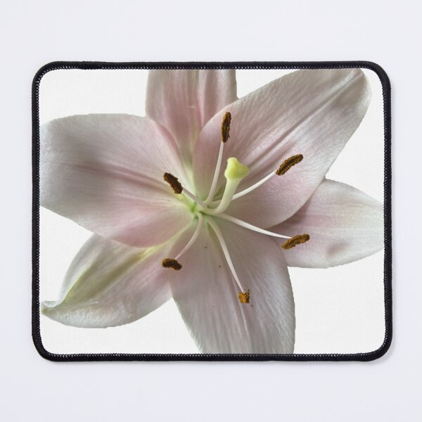 Item preview, Pink Lily designed and sold by Comsworth.