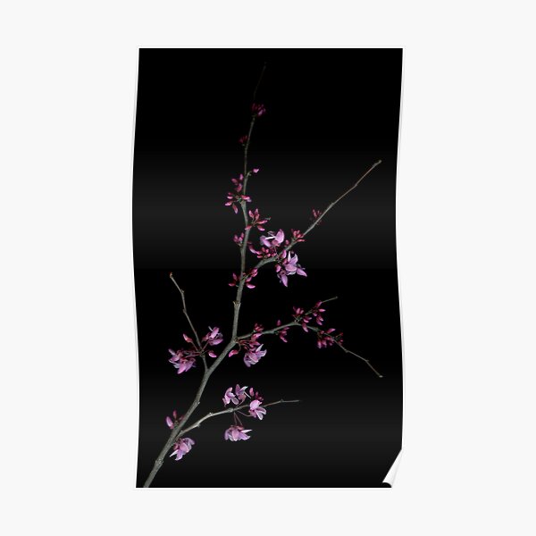 Cercis Branch Poster