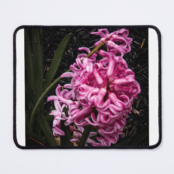 Item preview, Jan Bos Hyacinth designed and sold by PhotosByArt.