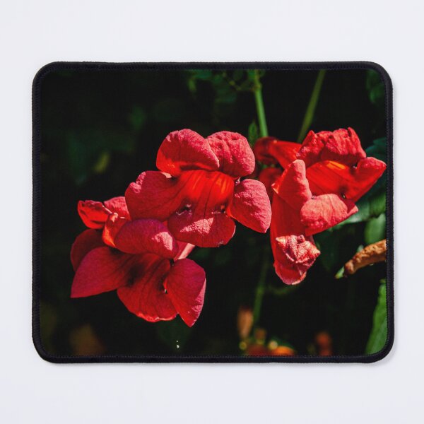 Item preview, Trumpet Vine designed and sold by PhotosByArt.