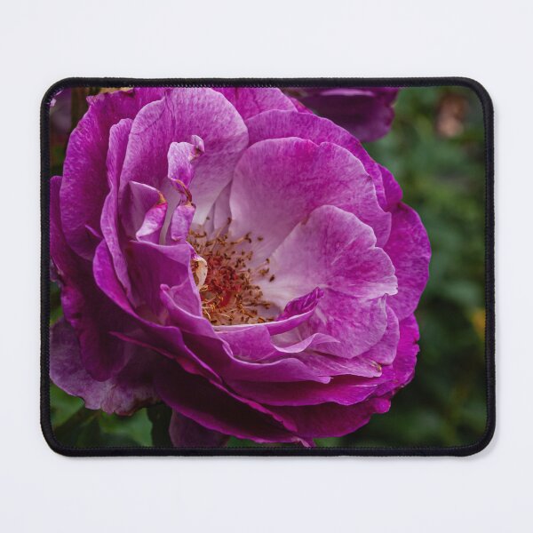 Item preview, Wild Blue Yonder Rose designed and sold by PhotosByArt.