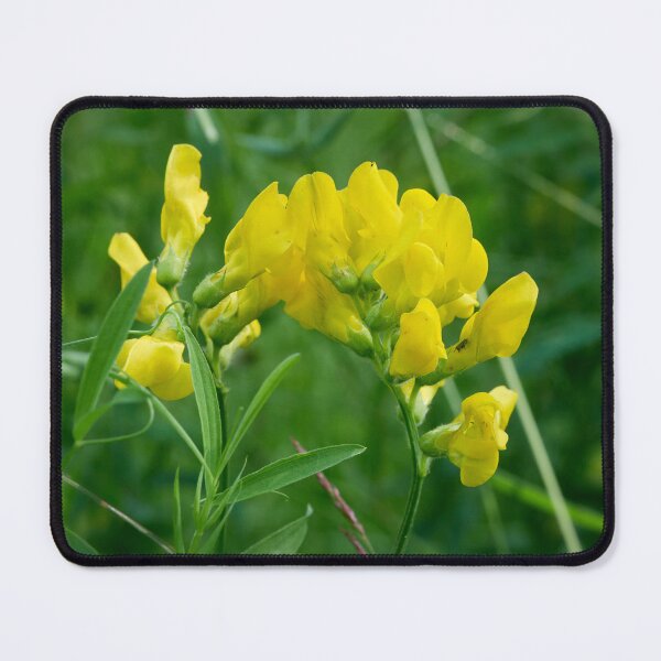 Item preview, The bend. Meadow vetchling designed and sold by Jouko Lehto Photography.