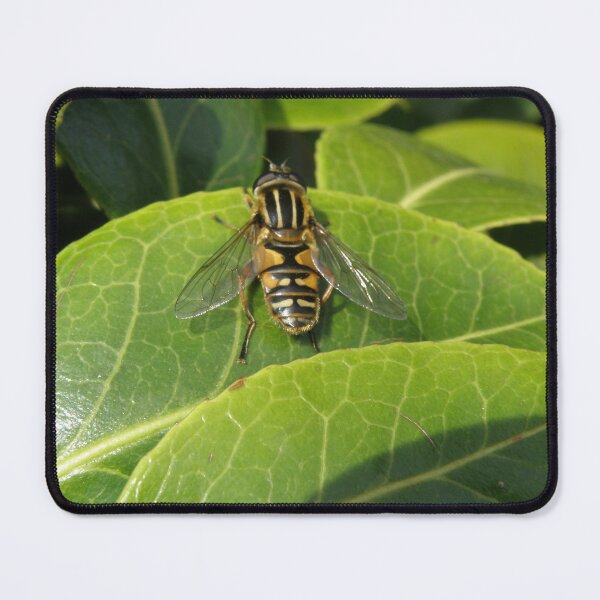 Item preview, Hoverfly on a leaf Photograph designed and sold by naturegallery.