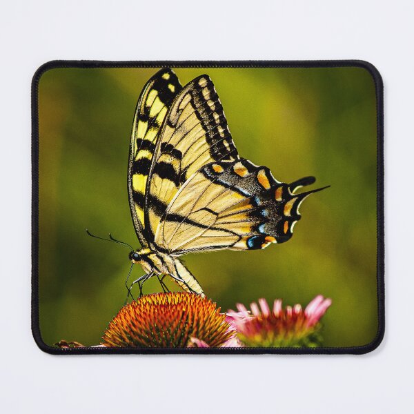 Item preview, Pale Tiger Swallowtail Butterfly designed and sold by PhotosByArt.