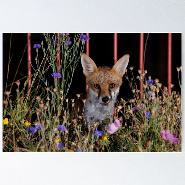 Item preview, Stunning urban red for emerging through some wildflowers  designed and sold by toms206.