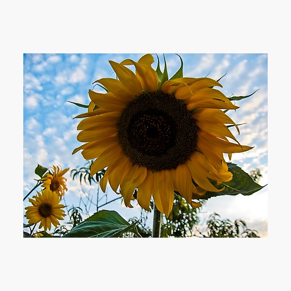 Item preview, Folow the Sun designed and sold by Luís Lajas.