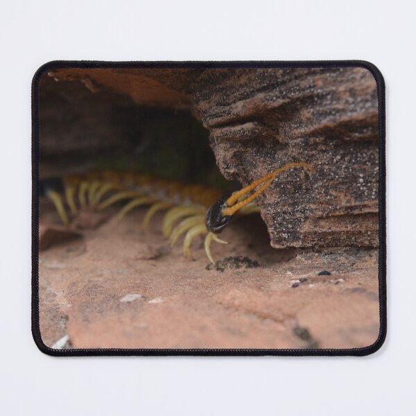 Item preview, Giant Desert Centipede designed and sold by Gallydoll.