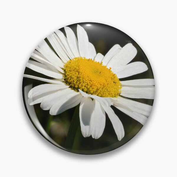 Item preview, Loves me loves me not. Oxeye Daisy designed and sold by Jouko Lehto Photography.