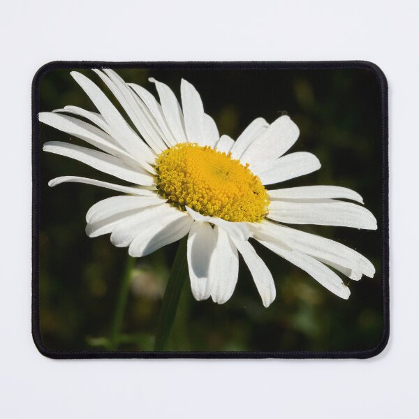 Item preview, Loves me loves me not. Oxeye Daisy designed and sold by Jouko Lehto Photography.