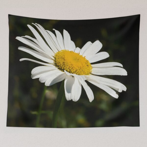 Item preview, Loves me loves me not. Oxeye Daisy designed and sold by Jouko Lehto Photography.