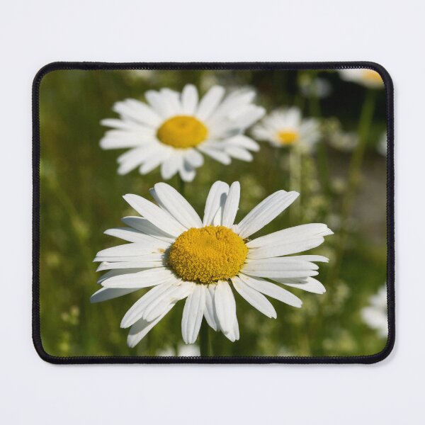 Item preview, Summerfield.. Oxeye Daisy designed and sold by Jouko Lehto Photography.