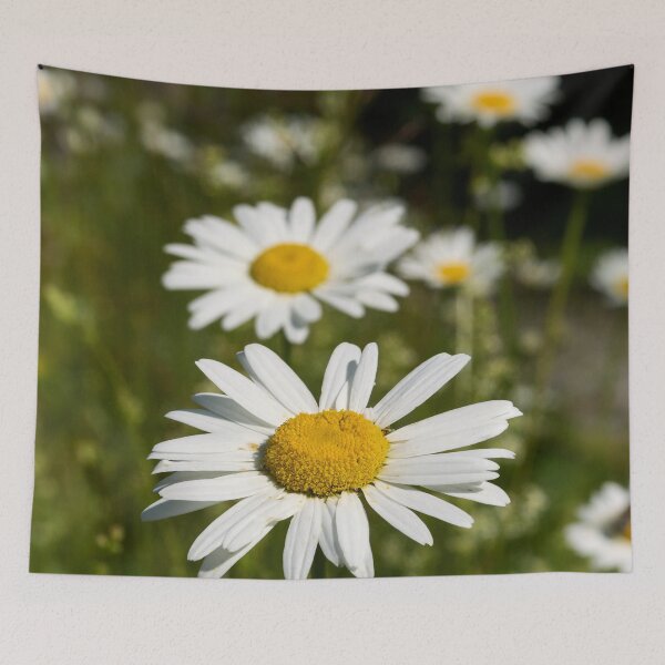 Item preview, Summerfield.. Oxeye Daisy designed and sold by Jouko Lehto Photography.